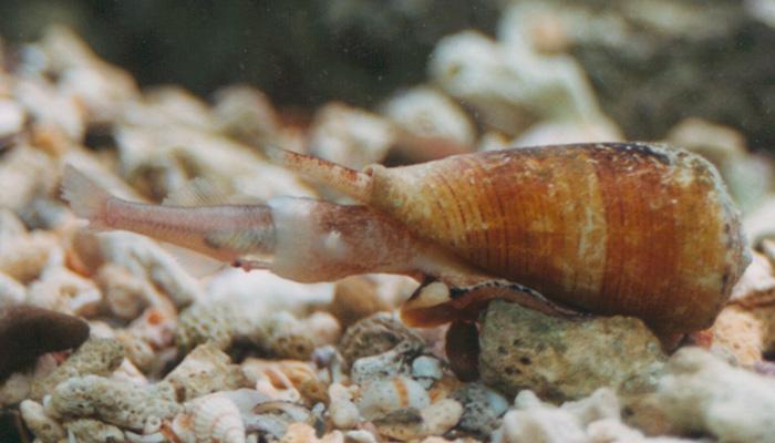 Adult Conus magus cone snail eating fish