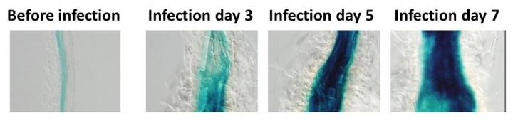 Growth of Galls Via Stem Cells Proliferation