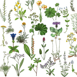 Collage of plant species that are globally threatened