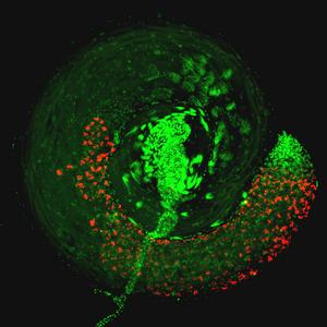 Drosophila testes with Wolbachia