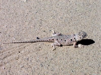 Lake Eyre Dragon Lizard