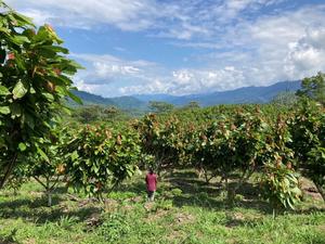 Tree crops such as cacao offer important sources of income for local people and can - with sustainable strategies - protect biodiversity.