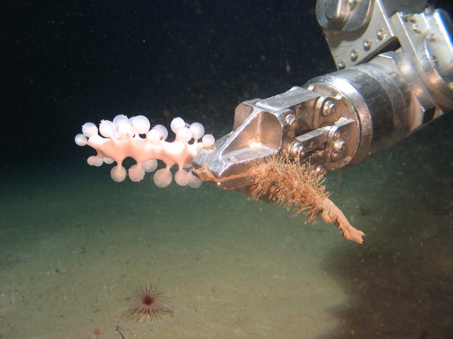 An ROV fitted with an arm for collecting marine samples