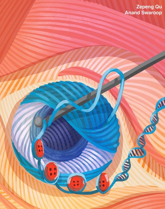 Cell differentiation during retinal organoid development