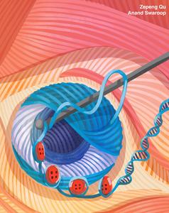 Cell differentiation during retinal organoid development