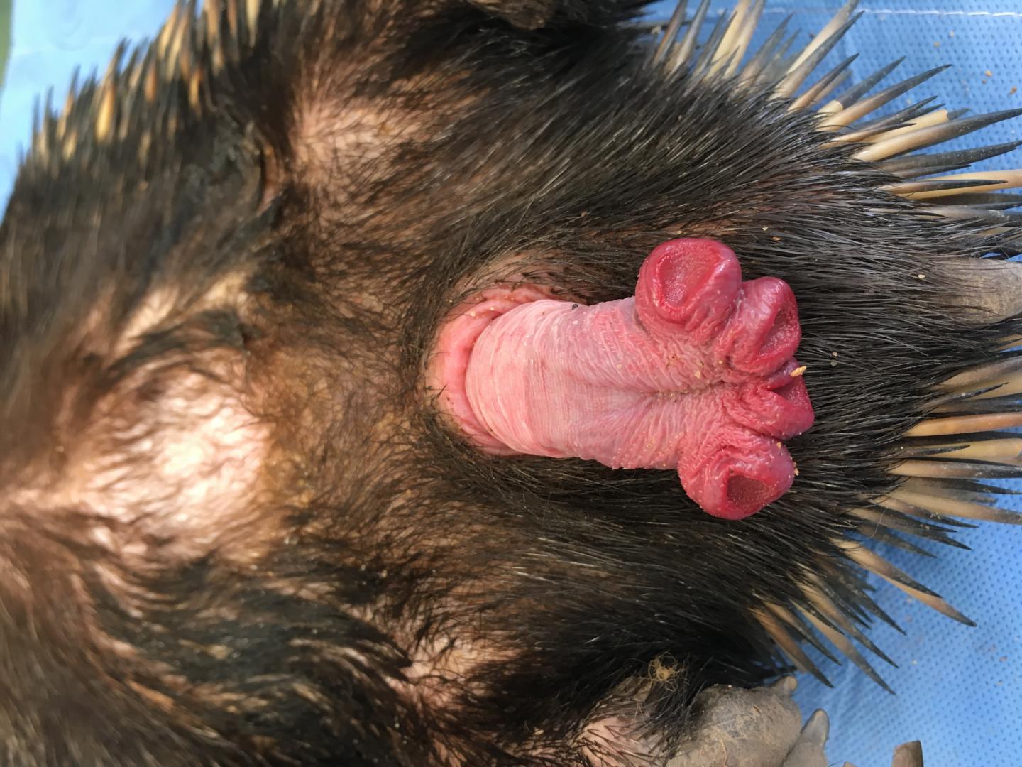 Mystery of four-headed echidna penis