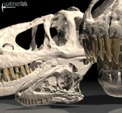 Young Tyrannosaur Skull