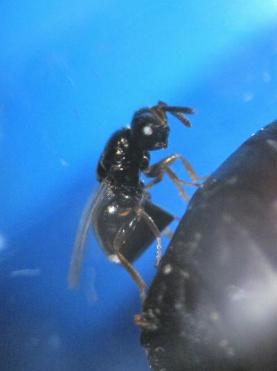 Adult Nasonia Wasp