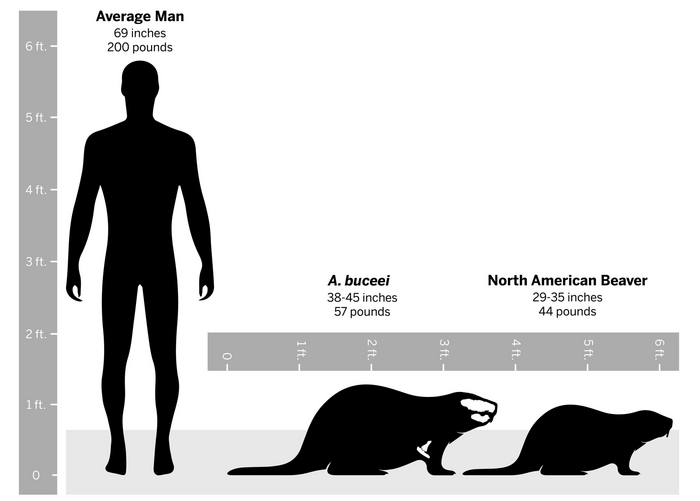 Size comparison [IMAGE]  EurekAlert! Science News Releases