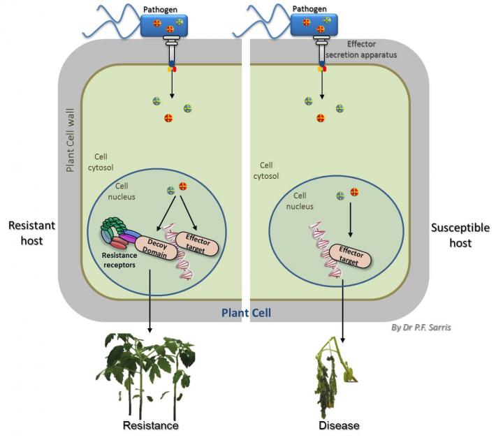How Decoy Domains on Plant Cell Receptors Work