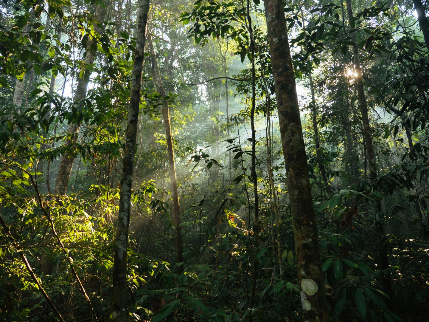 Disturbed Tropical Forest in the Brazilian Amazon 2 (Adam Ronan, Rede Amazônia Sustentável) (2)