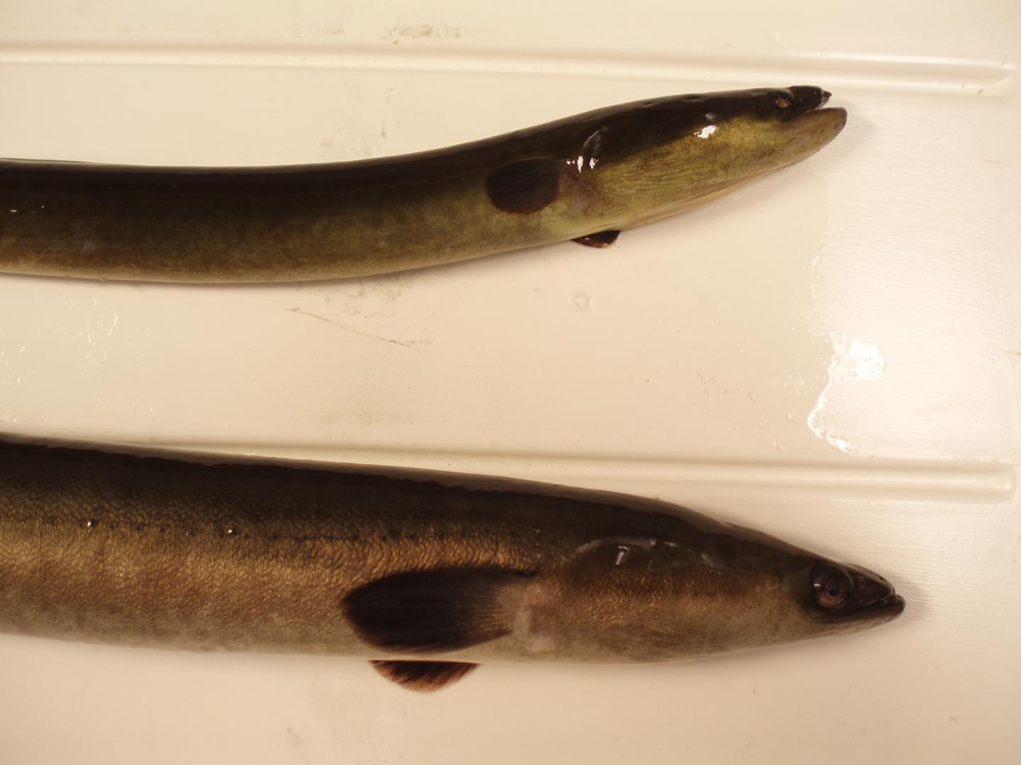 Internal Compass Guides Glass Eels As They Swim, In Time with the Tides (5 of 15)