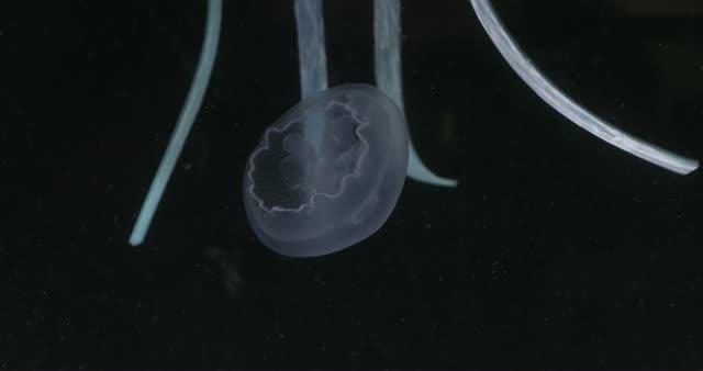 Robot Captures Jellyfish
