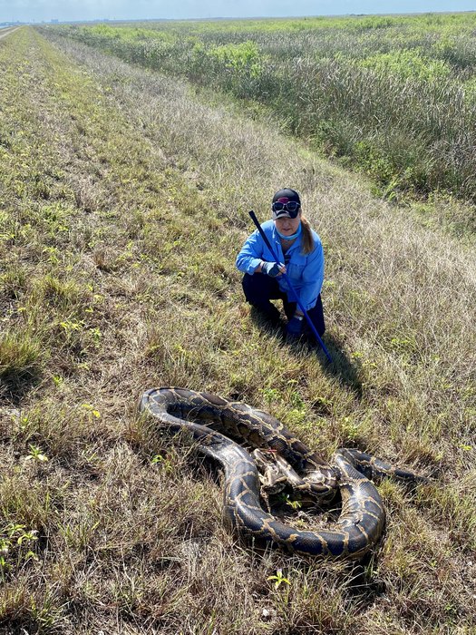 Scientist tracking Burmese python