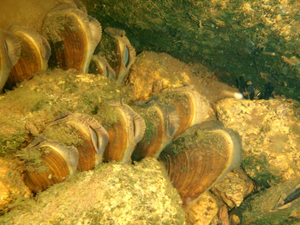 Freshwater pearl mussels