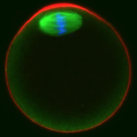 An Oocyte Arrested in Metaphase of Meiosis II Just Before Fertilization