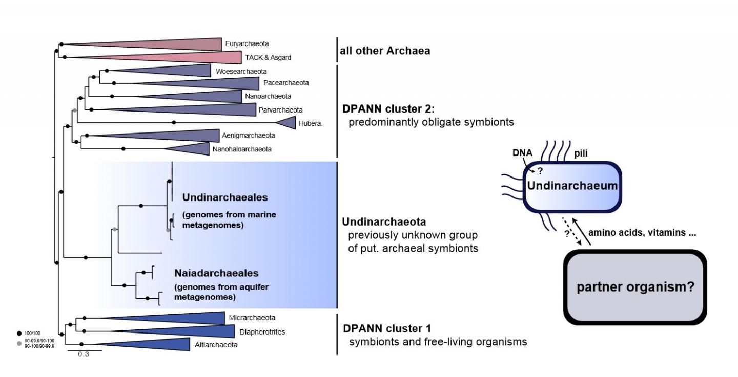 Evolutionary Placement of Undinarchaeota