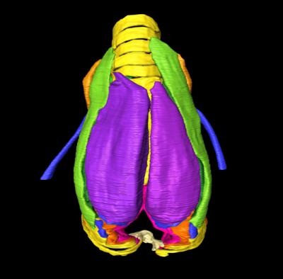 Songbird Sings in 3D