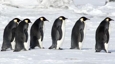 Emperor Penguins