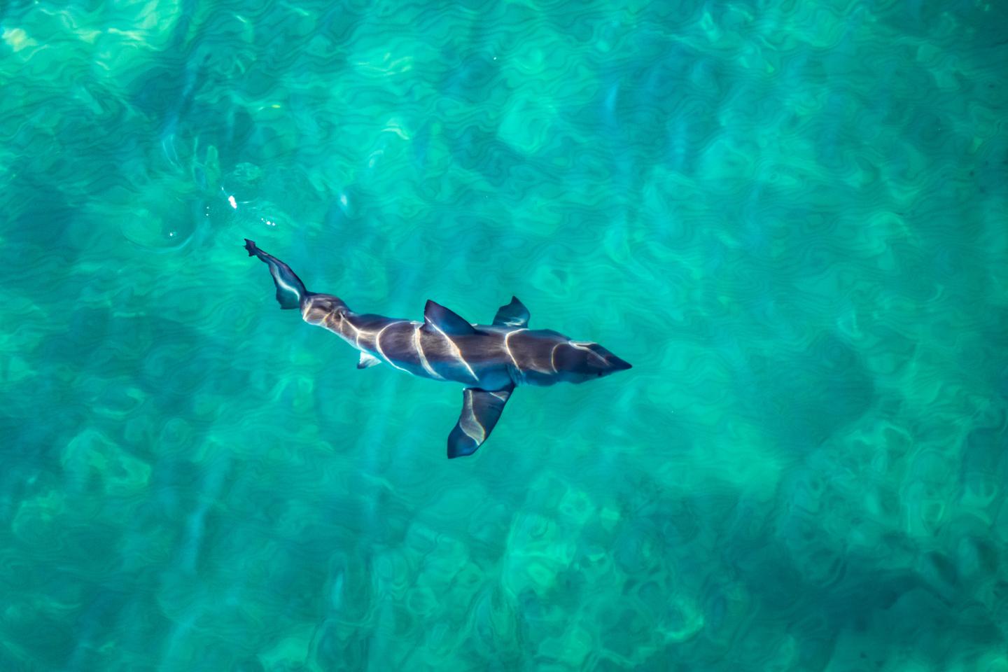Great White Shark Swimming of East Australian Coast