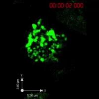 NK Cells in Action