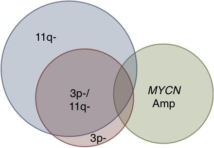 Two Ways Neuroblastoma Takes out let-7