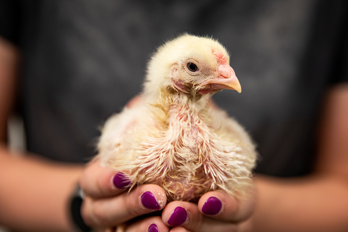 Womack holds a chick.