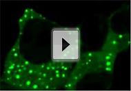 Seeing Small-Molecule Interactions inside Cells (Video)