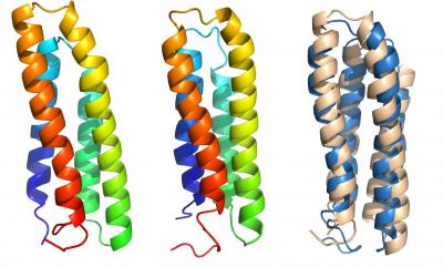 Transmembrane Protein