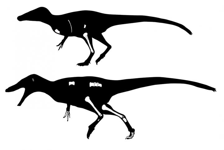 Rekonstruktion der Raubsaurier Phuwiangvenator und Vayuraptor 
