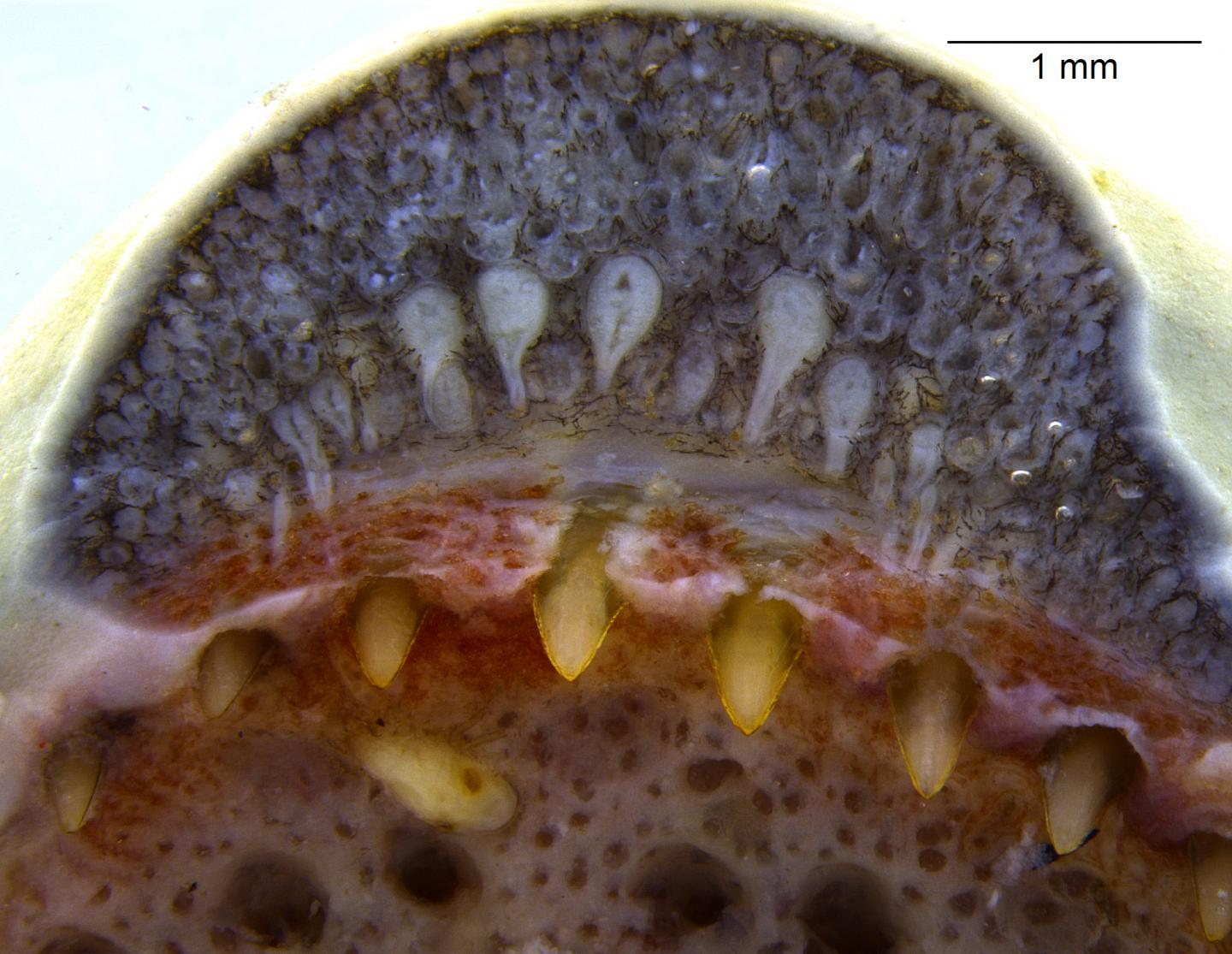 Close-up view of dental glands in mouth of ringed caecilian