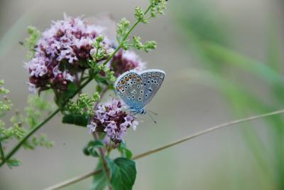 <i>Polyommatus icarus</i>