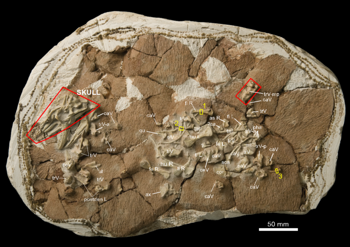 Holotype of Archaeovaranus lii from the Eocene of Liguanqiao Basin