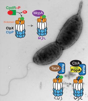 How Proteolysis Controls Growth in a Model Bacterium