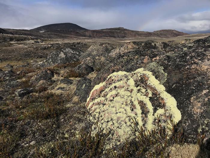 Concentric-ring lichen
