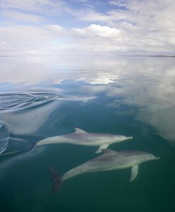 Male Dolphins / Shark Bay