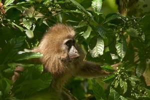 Kipunji monkey