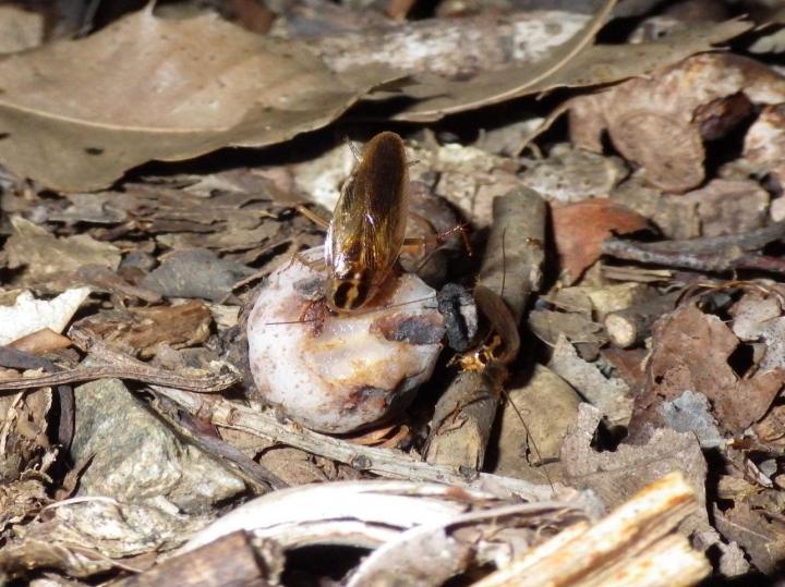 ギンリョウソウを摂食するモリチャバネゴキブリ