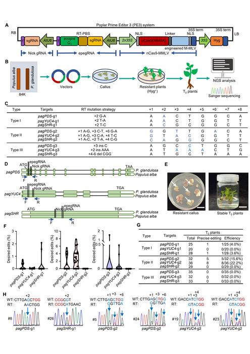 Prime editing enables precise genome modification of a Populus hybrid