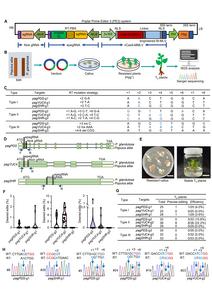 Prime editing enables precise genome modification of a Populus hybrid