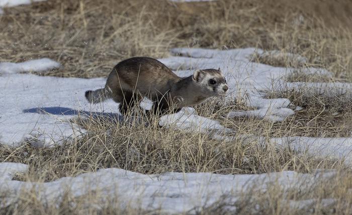 Ferret running in the snow