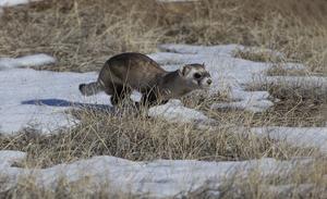 Ferret running in the snow