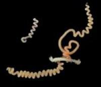 Ribbon worms, <i>Carcinonemertes kurisi</i>