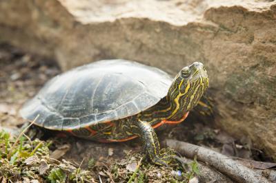 Painted Turtle Gets DNA Decoded