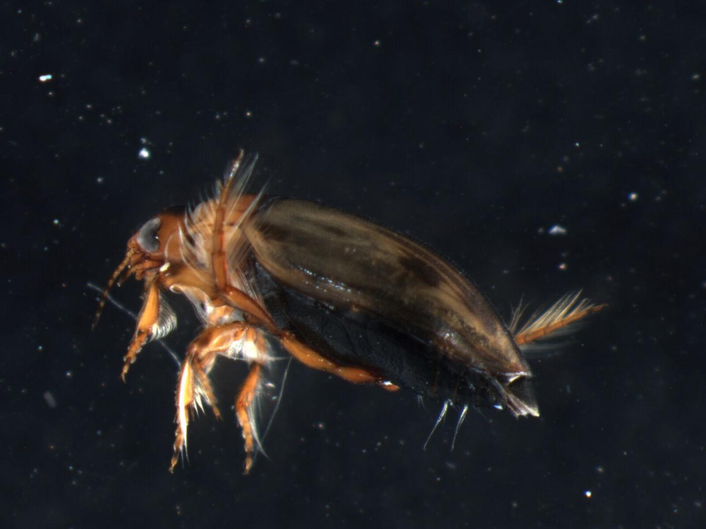 Narrow-Footed Hygrotus Diving Beetle