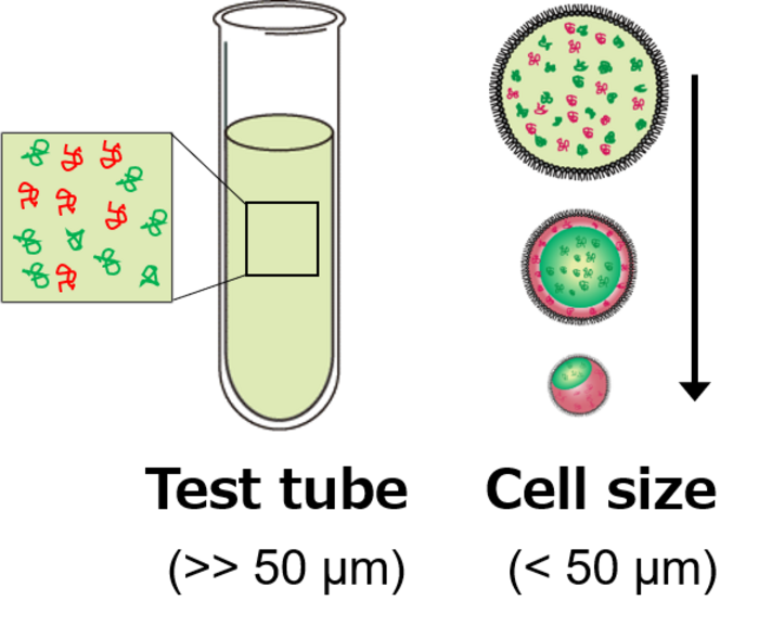 Illustrated separation of the two polymers.