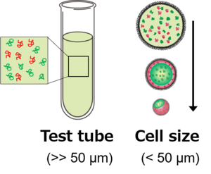 Illustrated separation of the two polymers.