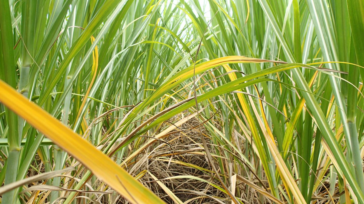 Yellow Canopy Syndrome-Affected Sugarcane