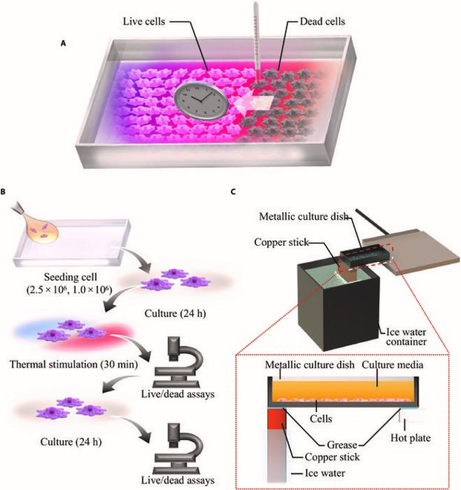 A cell culture system with tem [IMAGE] EurekAlert! Science News Releases