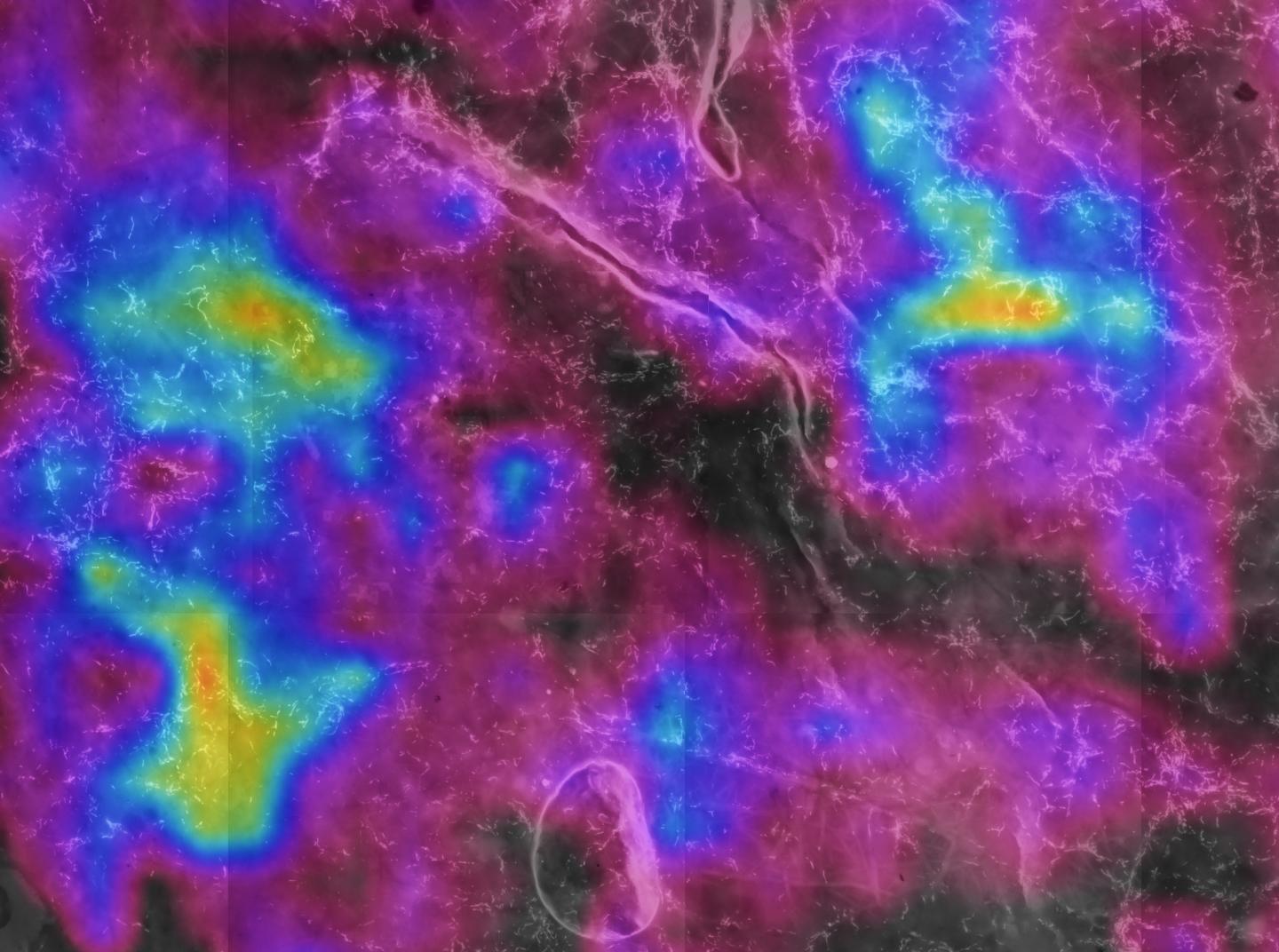 Distribution of Symbiont Cells